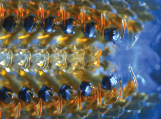 Illustration for article titled Las fotos y noticias de ciencia más fascinantes de 2013